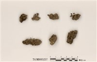 藏品(葉羊角衣)的圖片